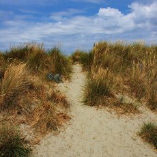 The Sand Dunes