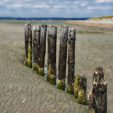Old Groynes