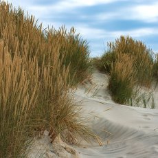 The Sand Dunes