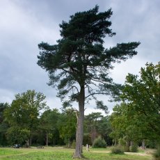 Hindhead Common