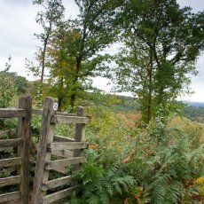 Hindhead Common