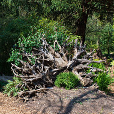 Ickworth