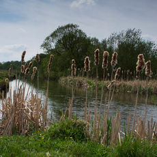 The River Test near Stockbridge