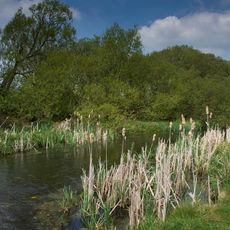 The River Test near Stockbridge