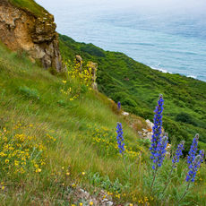 View from St Aldhelm's Head