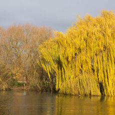 Late Autumn Colours