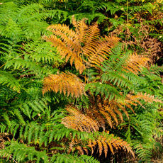 First Signs of Autumn