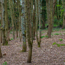 The Wood from the Trees