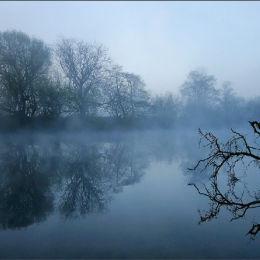 A Branch On The River Dee.