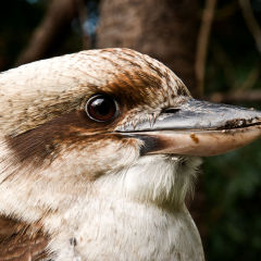 Kookaburra