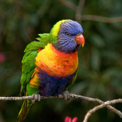 A Coat Of Many Colours