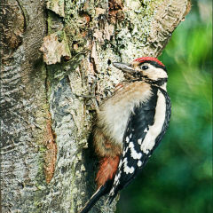 The Woodpecker