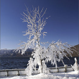 Ice Tree. Lake Chuzenji. Japan.