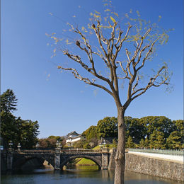 Imperial Palace Tokyo