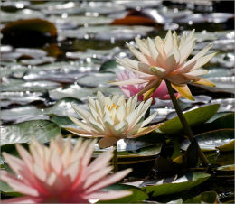 Pink Water Lillies.