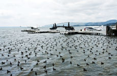 Birds Of A Feather.........