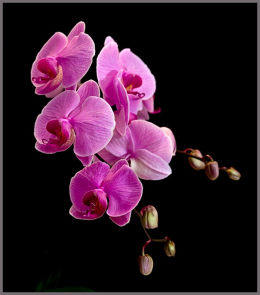 The  Orchid