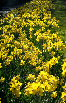 Lake District Daffodils