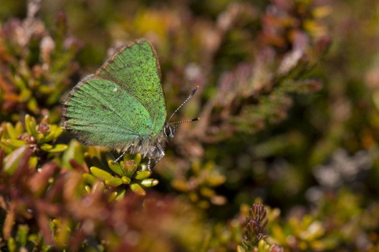 Green Hairstreak