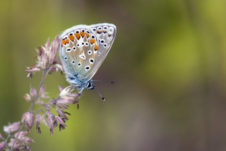 common blue