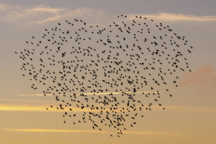 Starling
