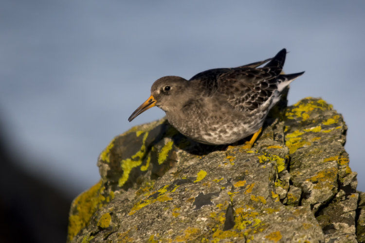 Purple sandpiper