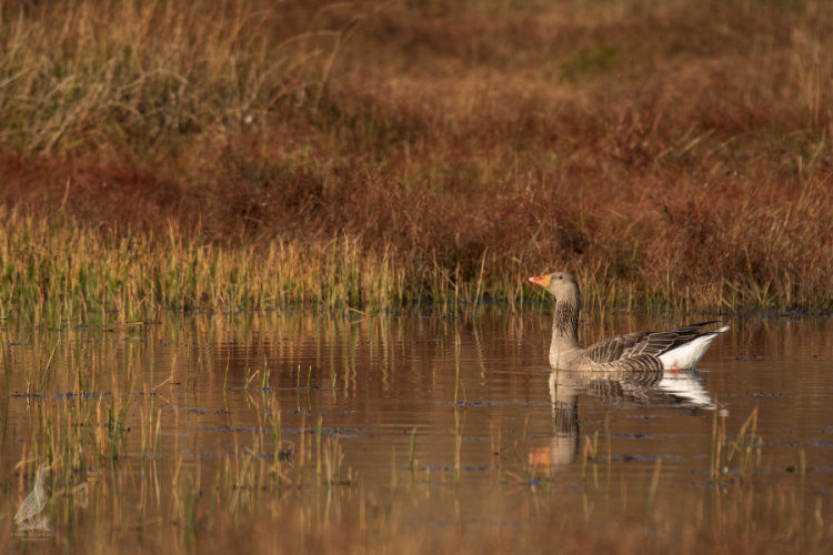 Greylag