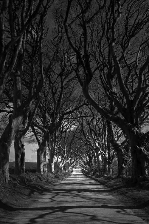 Dark Hedges