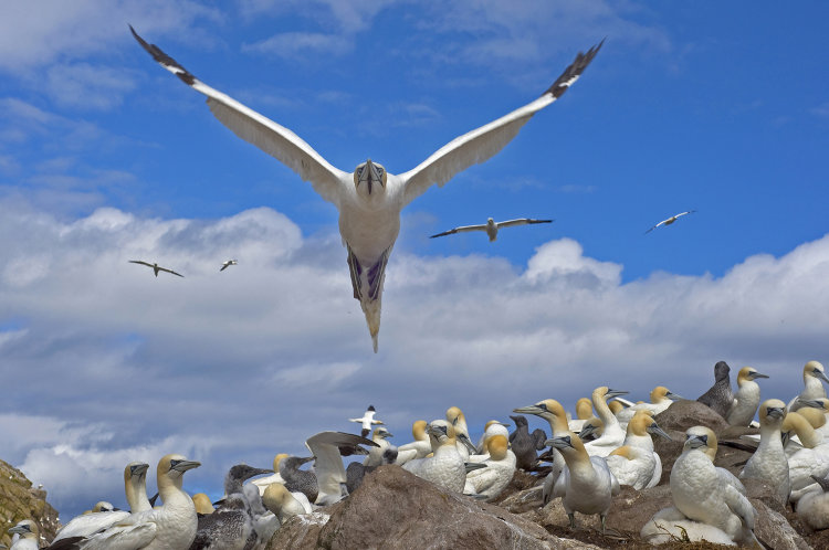 Saltees Gannet