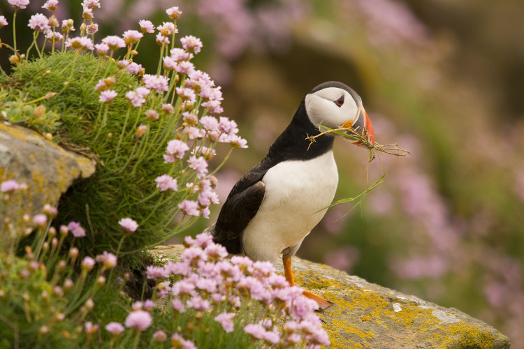Preparing the nest