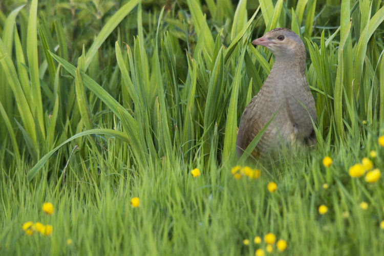 Corncrake in the Iris