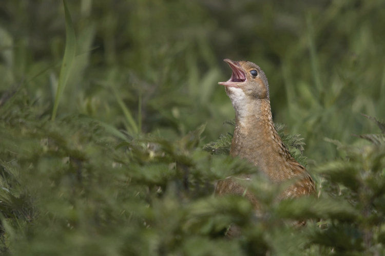 A singing Corncrake