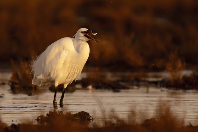 Little egret