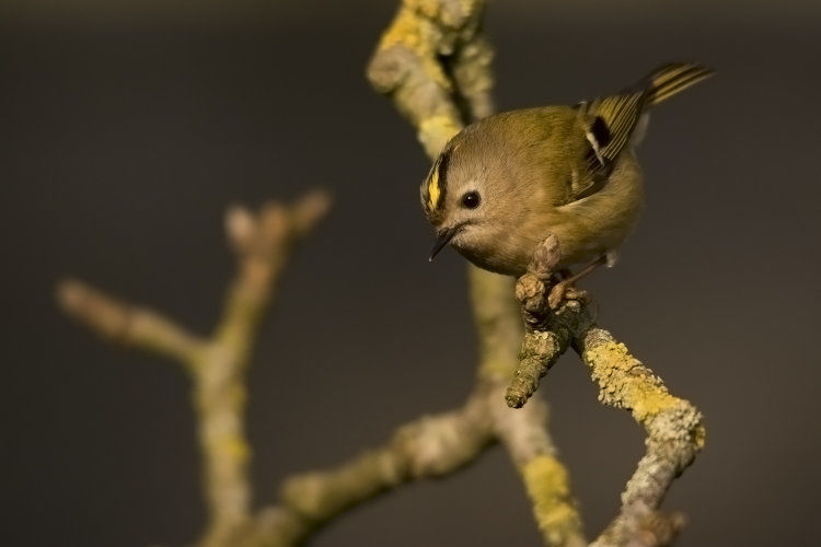 Goldcrest