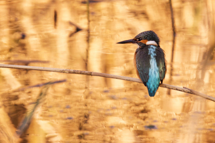 Kingfisher