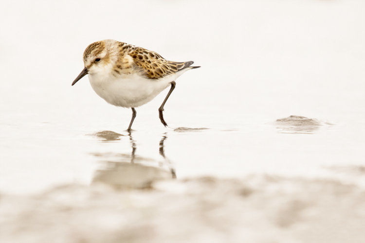 Little Stint