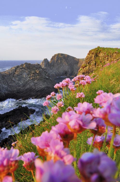 Pinks at Malin Head