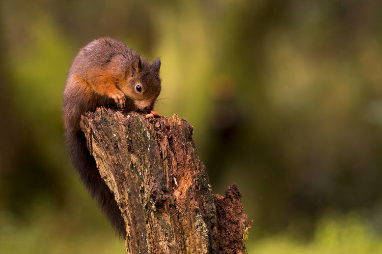 A hungry red