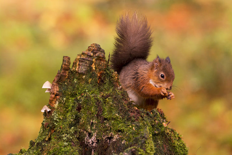 Squirrel and the Shroom