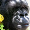 KOKO