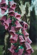 Foxglove. Detail.