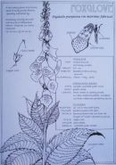 Catalogue Page for the Foxglove.