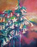 Angel's Trumpets, Marrakech.