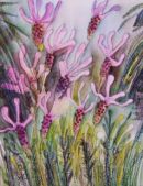 Lavendula Pendunculata.