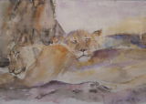 Lions in Kalahari
