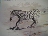 African Zebra