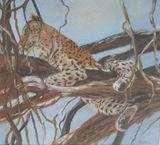 Kalahari Leopard