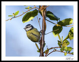 Blue Tit
