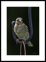 Chaffinch Female