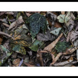 Fallen Leaves